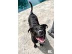 Adopt Gatsby a Black - with White Mastiff / Labrador Retriever / Mixed dog in