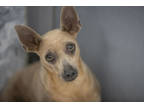 Adopt Dazzle a Brown/Chocolate Miniature Pinscher / Mixed (short coat) dog in
