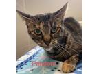 Adopt Pandora a Brown Tabby Domestic Shorthair / Mixed Breed (Medium) / Mixed