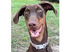 Adopt Bourbon a Brown/Chocolate Doberman Pinscher / Mixed (short coat) dog in