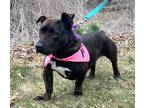 Adopt Loretta $425 a Terrier (Unknown Type, Small) / Basset Hound / Mixed dog in