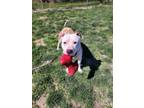 Adopt Jax a White American Pit Bull Terrier / Mixed Breed (Medium) / Mixed