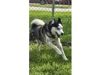 Adopt Echo a Black Husky / Mixed Breed (Medium) / Mixed (short coat) dog in