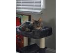 Adopt Maru a Gray, Blue or Silver Tabby American Shorthair / Mixed (medium coat)