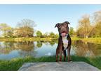 Adopt Nixon a Brown/Chocolate - with White American Pit Bull Terrier / Mixed dog