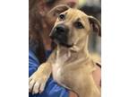 Adopt Haze a Brown/Chocolate - with Black Boxer / Black Mouth Cur / Mixed dog in