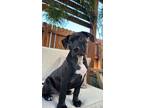Adopt Rain a Black - with White Pit Bull Terrier / Boxer / Mixed dog in