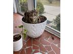 Adopt Goob a Tortoiseshell Tabby / Mixed (short coat) cat in Hertford