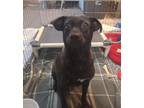 Adopt Blackberry a Black - with White Feist / Hound (Unknown Type) / Mixed dog
