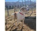 Adopt Gizmo a Brown/Chocolate - with White Beagle / Hound (Unknown Type) / Mixed