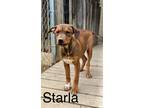 Adopt Starla a Brown/Chocolate - with White Bernese Mountain Dog / Mastiff /
