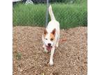 Adopt Melvin a Husky / Australian Cattle Dog / Mixed dog in Heber, UT (41398381)