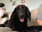 Adopt KIARA a Golden Retriever / Poodle (Standard) / Mixed dog in Newaygo