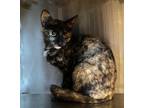 Adopt Barbie a Domestic Shorthair / Mixed (short coat) cat in Wauchula