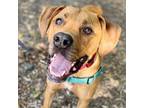 Adopt Cruise a Mastiff / Terrier (Unknown Type, Medium) / Mixed dog in