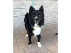 Adopt Raccoon a Border Collie / Mixed dog in Cottonwood, AZ (41407961)