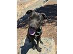Adopt Rodeo a Labrador Retriever / Mixed dog in Cottonwood, AZ (41253769)