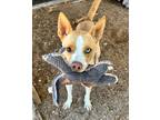 Adopt Frida a Labrador Retriever / Husky / Mixed dog in Cottonwood