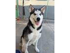 Adopt Degas a Husky / Mixed dog in Cottonwood, AZ (41244972)