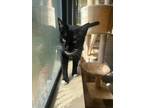 Adopt Mama Kitty a Black & White or Tuxedo Domestic Shorthair / Mixed (short