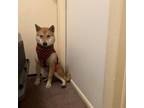 Adopt Melvin a Red/Golden/Orange/Chestnut Shiba Inu / Mixed dog in Columbus