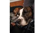 Adopt Lokey a Brindle - with White Labrador Retriever / Great Dane / Mixed dog