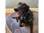 Adopt Kells Magic (Magic) a Greyhound / Mixed dog in Glen Ellyn, IL (40006457)