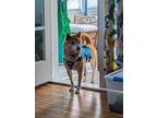 Adopt Ginger a Red/Golden/Orange/Chestnut Shiba Inu / Mixed dog in Detroit