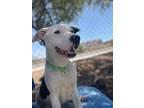 Adopt Chandler a Labrador Retriever / Mixed dog in Cottonwood, AZ (40891490)