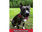 Adopt Nena a Brindle American Staffordshire Terrier / Mixed Breed (Medium) /