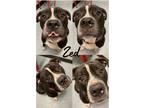Adopt Zed a Boxer / Mixed dog in Pierceton, IN (40190225)