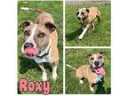 Adopt Roxy a American Staffordshire Terrier / Mixed dog in Pierceton