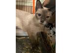 Adopt Robin N - Suki a Siamese / Mixed (short coat) cat in New Braunfels
