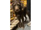 Adopt Coulee (A1305726) a Terrier (Unknown Type, Small) / Mixed dog in Pahrump