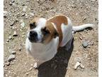 Adopt Max ~ a Rat Terrier / Mixed dog in Columbia, TN (41126285)
