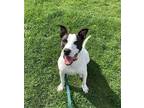 Adopt Roscoe a White Pointer / Mixed dog in Elmsford, NY (41097328)