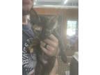 Adopt Scarlett a Domestic Shorthair / Mixed (short coat) cat in Arkadelphia