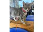 Adopt Aida a Domestic Shorthair / Mixed (short coat) cat in Arkadelphia