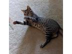 Adopt Herkimer a Brown Tabby Domestic Shorthair / Mixed cat in Candler