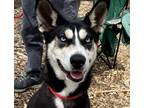 Adopt Kira a Husky / Terrier (Unknown Type, Medium) / Mixed dog in Bloomfield