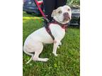 Adopt Boy a White - with Tan, Yellow or Fawn Boxer / Pit Bull Terrier / Mixed