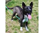 Adopt Pretzel a Labrador Retriever / Akita / Mixed dog in Springdale