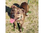 Adopt Barbie a Mountain Cur / Mixed dog in Springdale, AR (41232509)