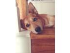 Adopt Foxy a Red/Golden/Orange/Chestnut Shiba Inu / Corgi / Mixed dog in
