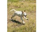 Adopt Biggs a Black Mouth Cur / Border Collie / Mixed dog in CLEWISTON
