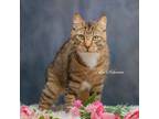 Adopt Max a Manx / Mixed (short coat) cat in Newberg, OR (41104710)