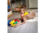 Adopt Mabel a White German Shorthaired Pointer / Mixed dog in San Leon
