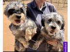 Adopt Smokey & Bandit a Black - with Gray or Silver Schnauzer (Miniature) /