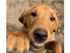 Adopt Sniffer Dog Kayla a Tan/Yellow/Fawn Labrador Retriever / Mixed dog in