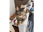Adopt Serafeena a Domestic Shorthair / Mixed cat in Wheaton, IL (41407594)